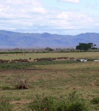 Safari kenia que visitar