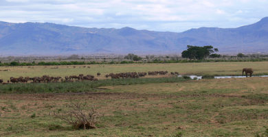 Safari kenia que visitar