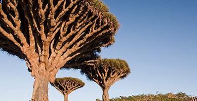 Socotra