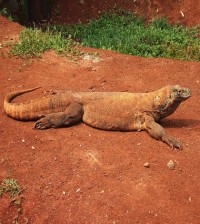 dragon komodo