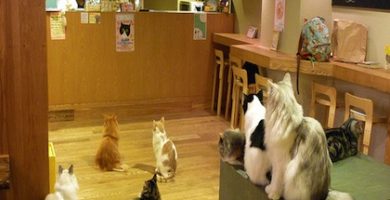 cat café