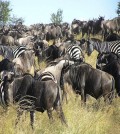 Serengeti