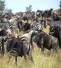 Serengeti
