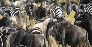 Serengeti