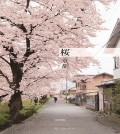 sakura