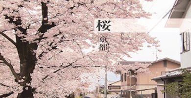 sakura
