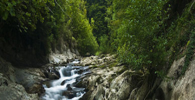 Selva de Irati
