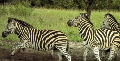 Turismo ecologico por Africa