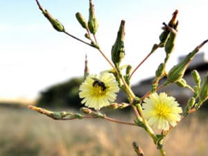 Ecoturismo - observación de la flora