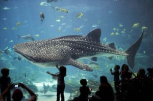 acuario más grande del mundo