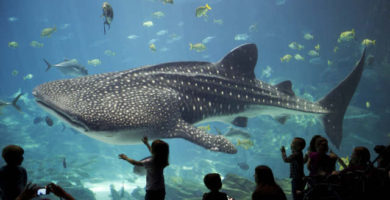 acuario más grande del mundo