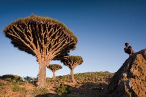 el archipielago de socotra