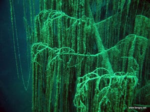 Un misterioso bosque sumergido en Kazajistán.