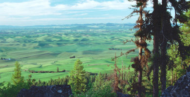 Colinas de Palouse