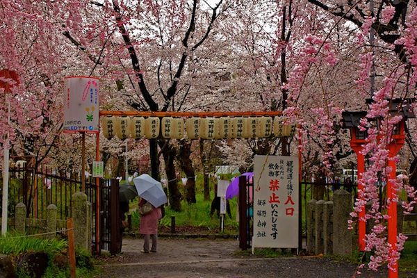 Sakura - Santuario Hirano