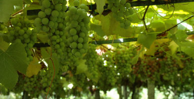 Vino albariño