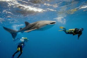 Tiburones ballena en Tailandia