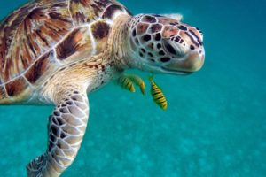 Ecoturismo - nadar con tortugas en Akumal
