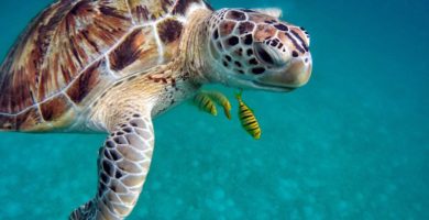 Ecoturismo - nadar con tortugas en Akumal